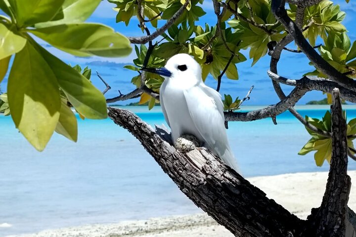 BLUE LAGOON | Eco-tour | Snorkeling Avatoru | Secret Green Lagoon