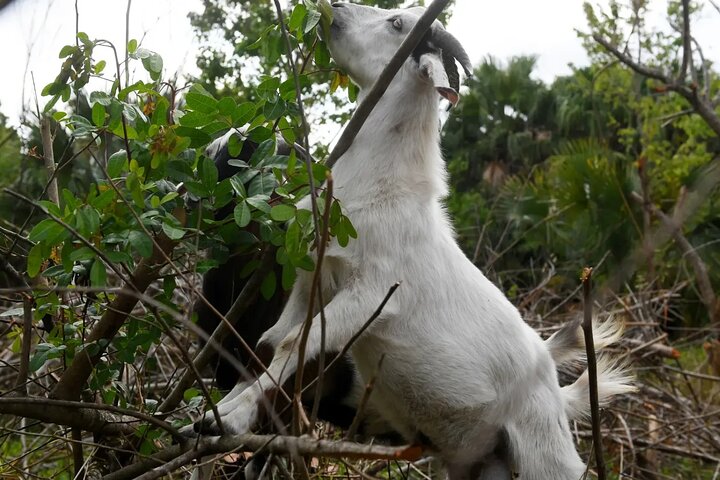 Agadir 3-in-1 Tour: Goats on Trees Souk El Had Crocoparc Tickets