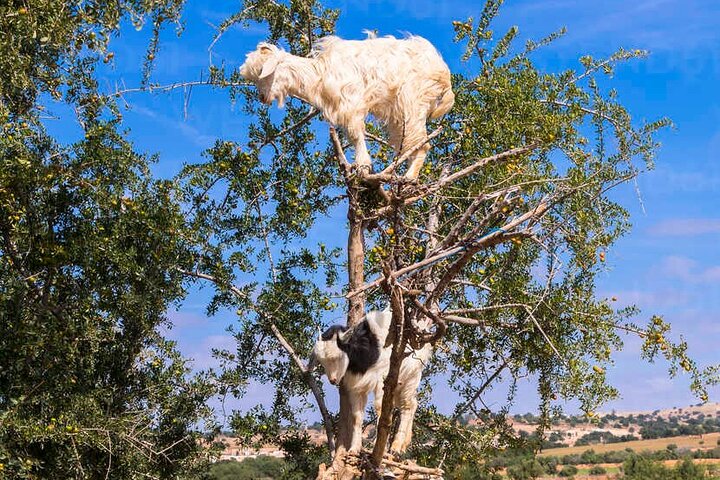 Agadir 3-in-1 Tour: Goats on Trees Souk El Had Crocoparc Tickets