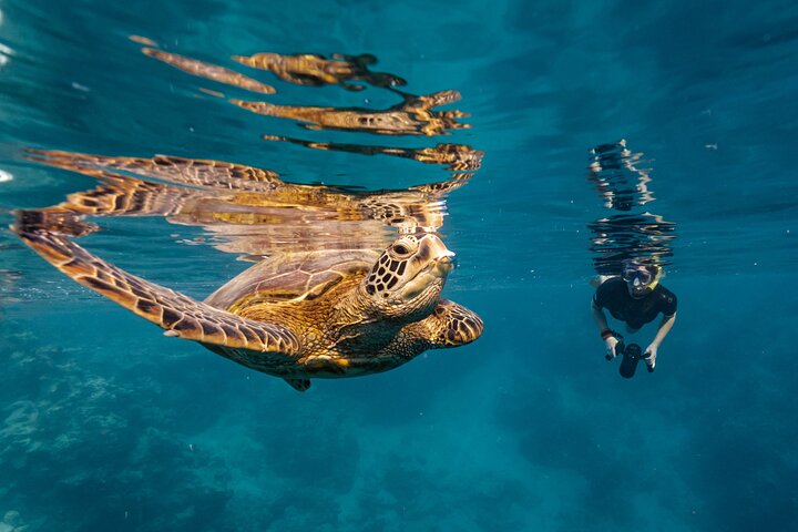Ariki Adventures: Premium Sea Scooter Turtle Adventure