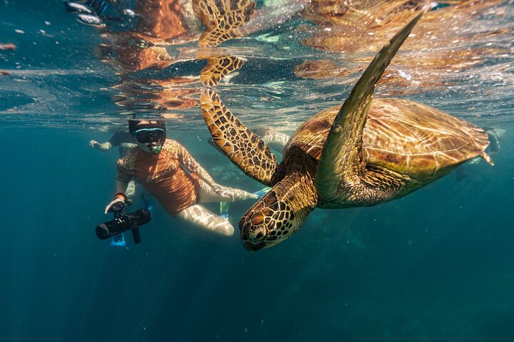 Ariki Adventures: Premium Sea Scooter Turtle Adventure