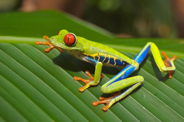 Tortuguero : Spawning Tour + Canoe Tour + Night Jungle Tour