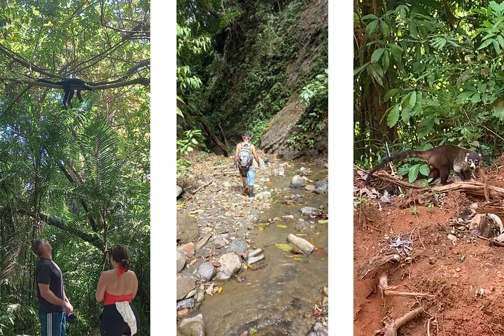 4 Hour Private Guided Tour in Osa Jungle