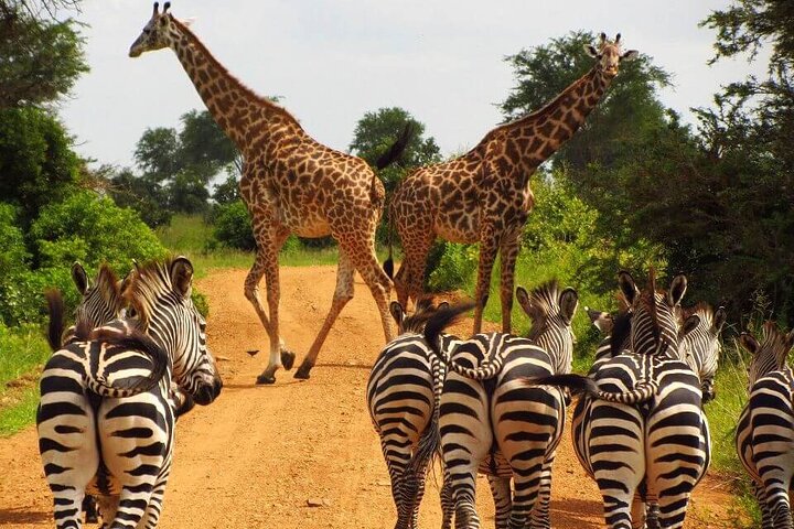 1-Day Shared Safari to Nyerere NP from Zanzibar