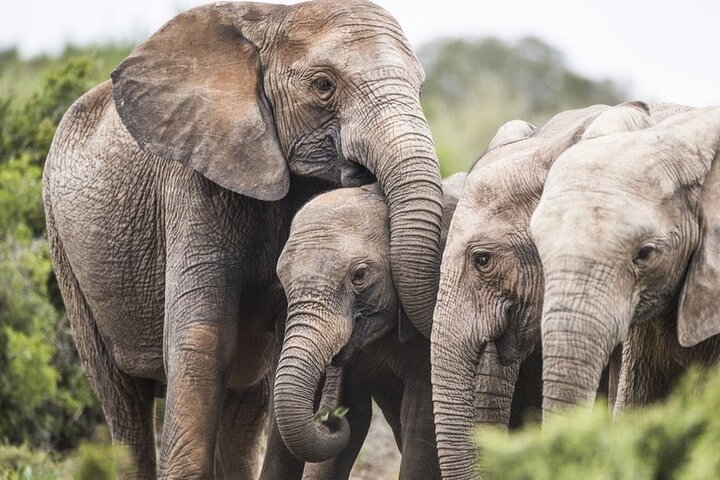1-Day Shared Safari to Nyerere NP from Zanzibar