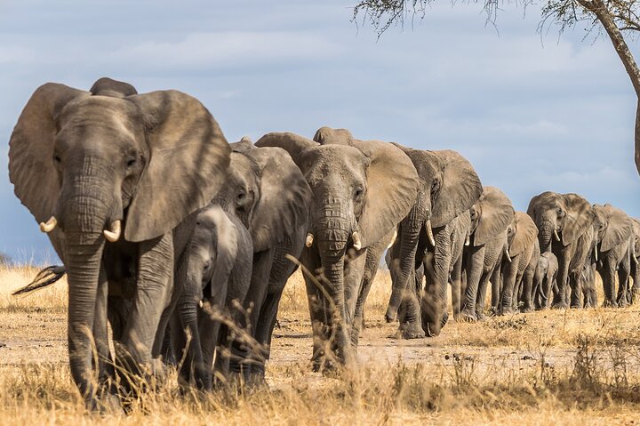 1-Day Shared Safari to Nyerere NP from Zanzibar