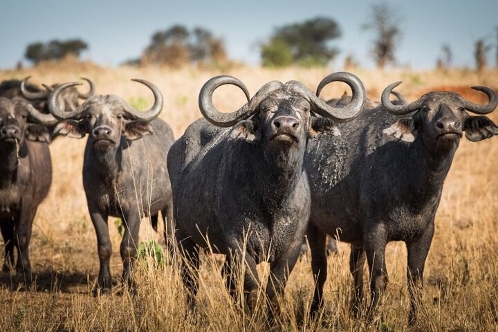 1-Day Shared Safari to Nyerere NP from Zanzibar