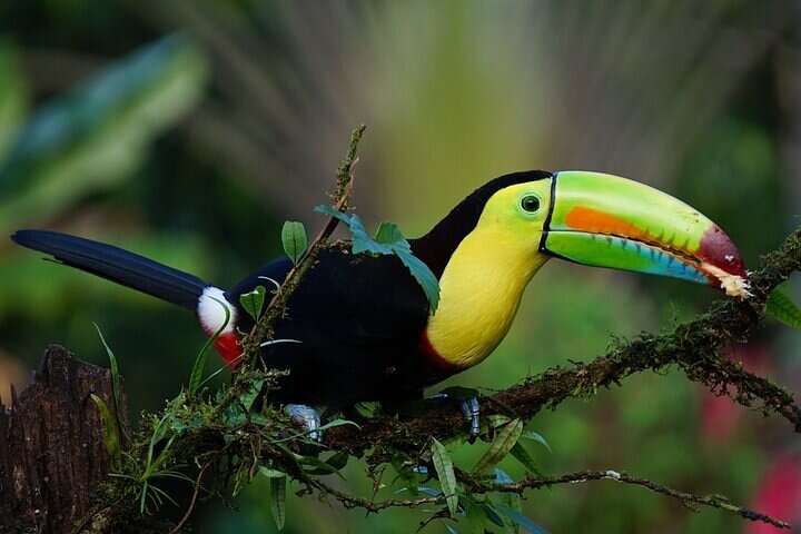 Tortuguero : Spawning Tour + Canoe Tour + Night Jungle Tour