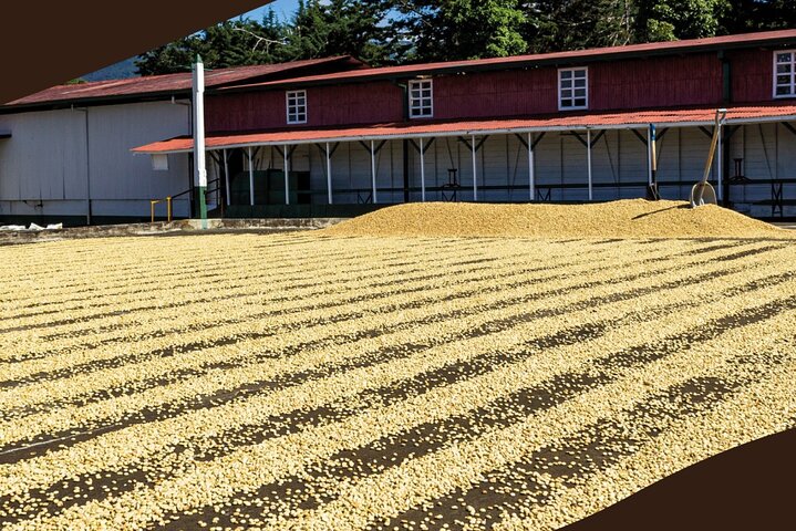 Poás Volcano and Coffee Tour with Tasting and La Paz Falls