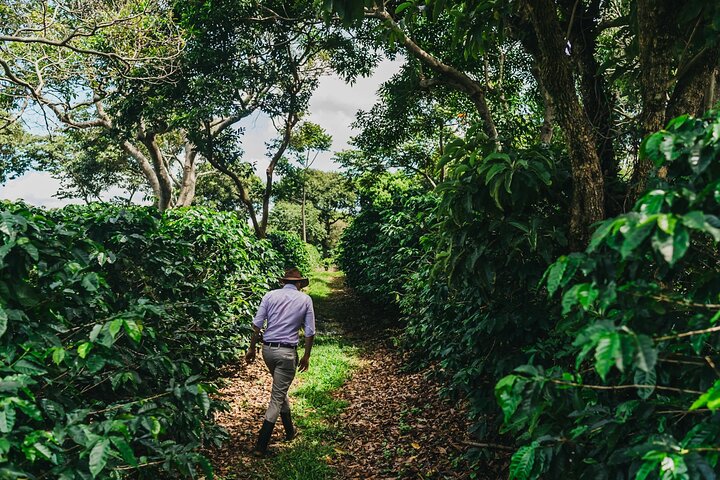 Poás Volcano and Coffee Tour with Tasting and La Paz Falls