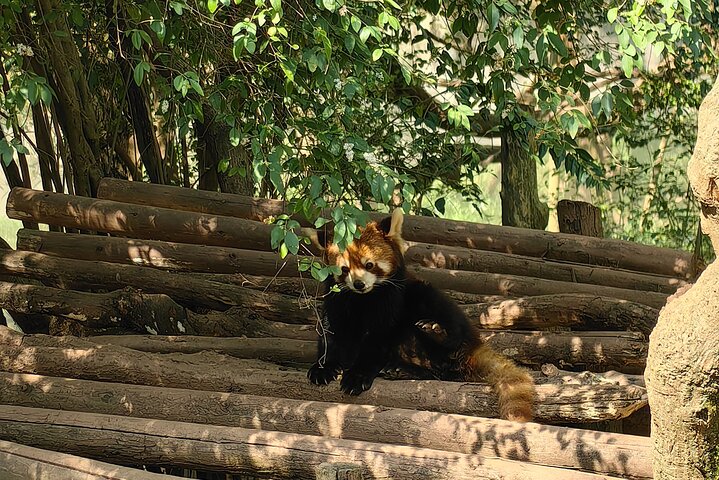 Chengdu Panda Research Base Tickets And Optional Private Tour