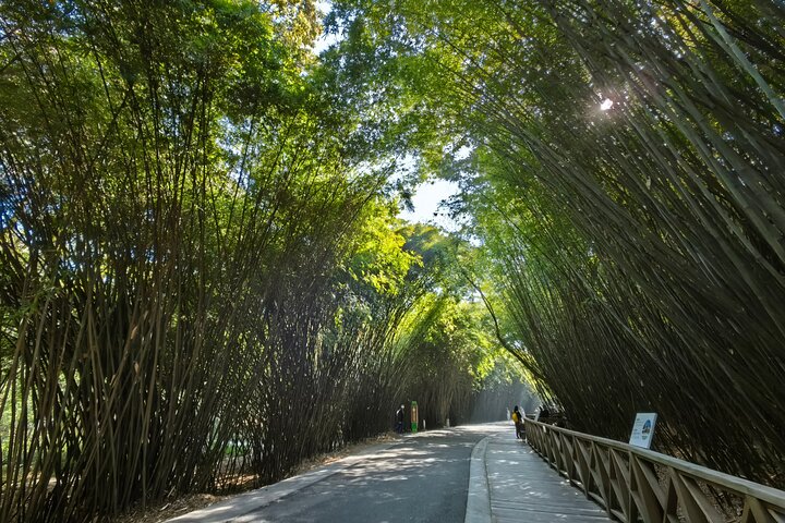 Chengdu Panda Research Base Tickets And Optional Private Tour