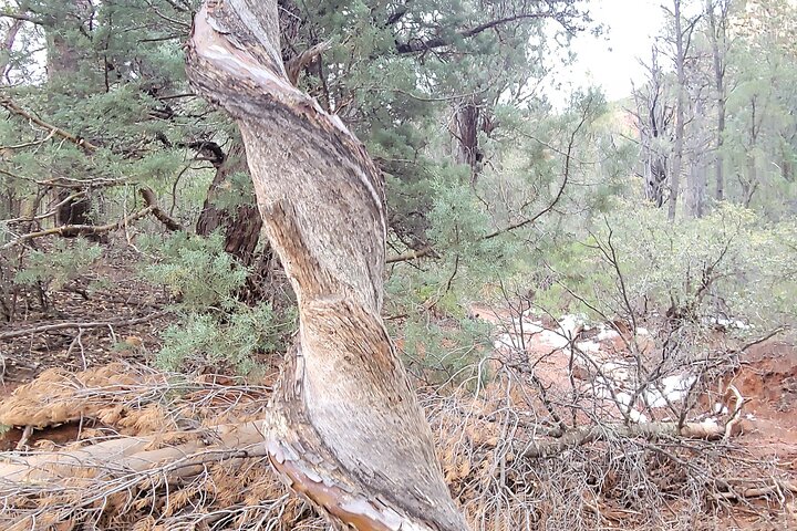 Sedona Vortex Odyssey - A Spiritual & Scientific Adventure