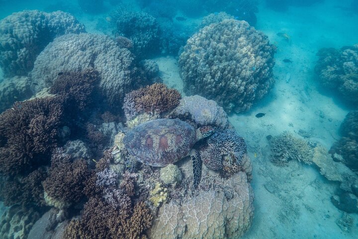 Full Day Nouméa Signal Island Turtle Tour