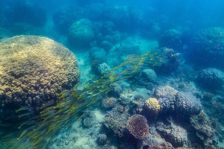 Full Day Nouméa Signal Island Turtle Tour