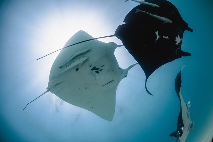Best of Ningaloo Mantas and More