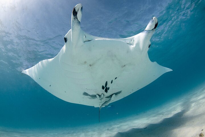 Best of Ningaloo Mantas and More