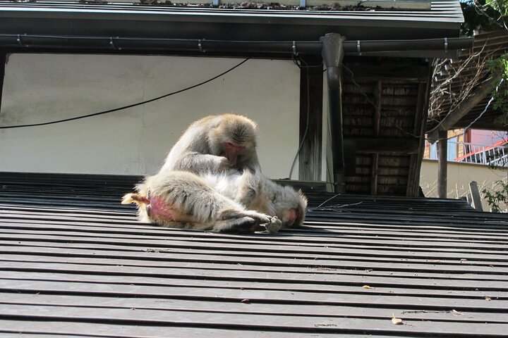 Relaxed Snow Monkeys & Shibu Onsen: Green Season Private Tour