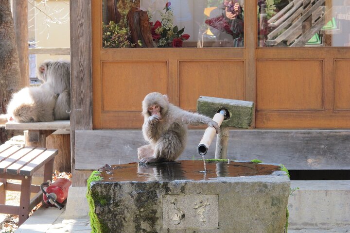Relaxed Snow Monkeys & Shibu Onsen: Green Season Private Tour