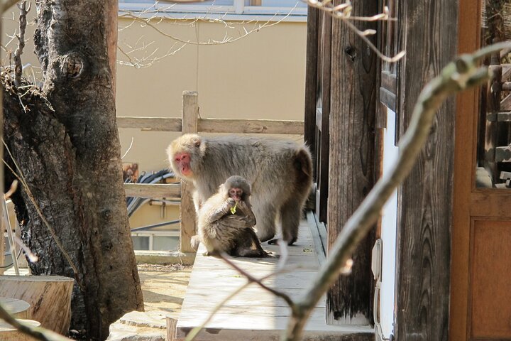 Relaxed Snow Monkeys & Shibu Onsen: Green Season Private Tour