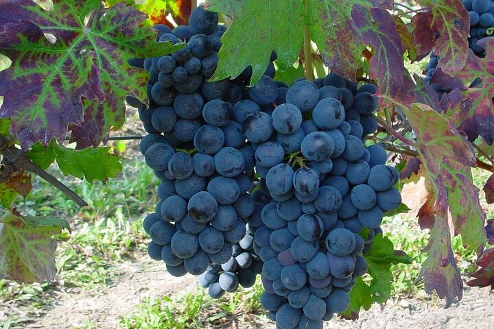 Piedmont Winery Tour: Taste Barolo, Barbaresco & Traditional Food