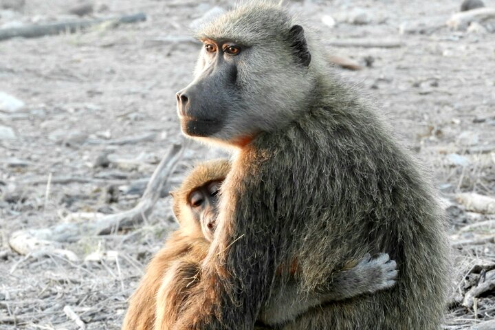 Private Adventure: Nairobi park, Elephants & Giraffe centre