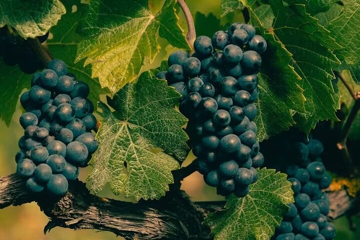 Exclusive Champagne Tour: 1 Famous+1 Boutique House & Restaurant