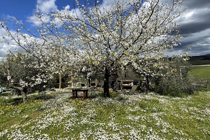 Truffle Hunting in Chianti, pasta class and lunch