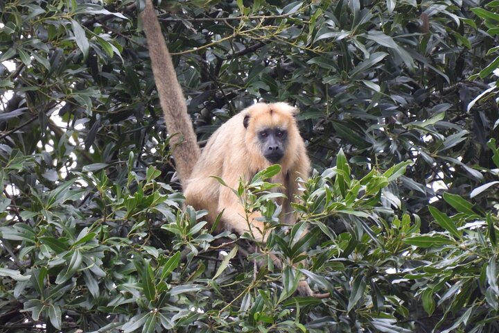 Full day Paraguay River Nature and Wildlife Boat Tour