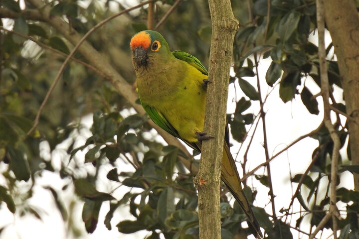 Full day Paraguay River Nature and Wildlife Boat Tour