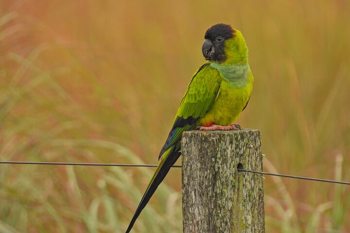 Full day Paraguay River Nature and Wildlife Boat Tour