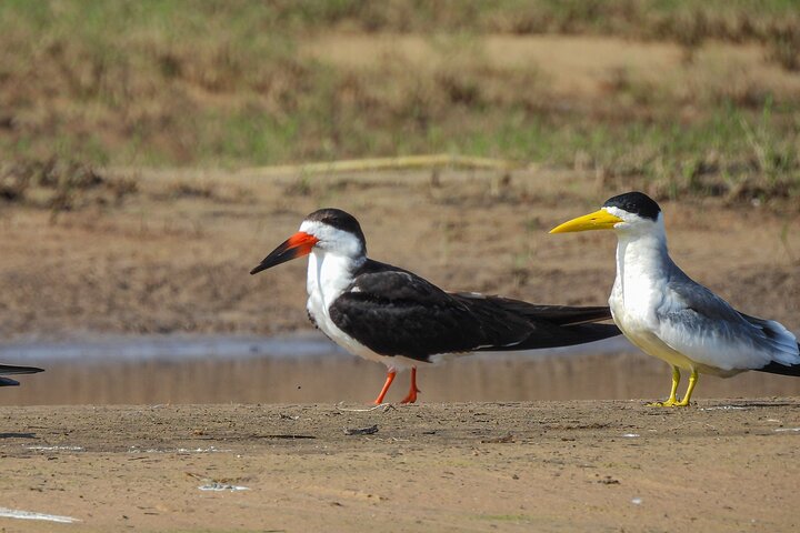 Full day Paraguay River Nature and Wildlife Boat Tour