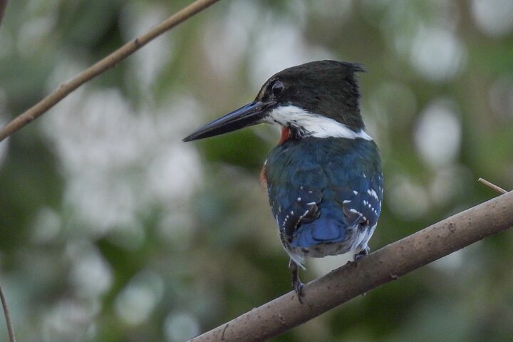 Full day Paraguay River Nature and Wildlife Boat Tour