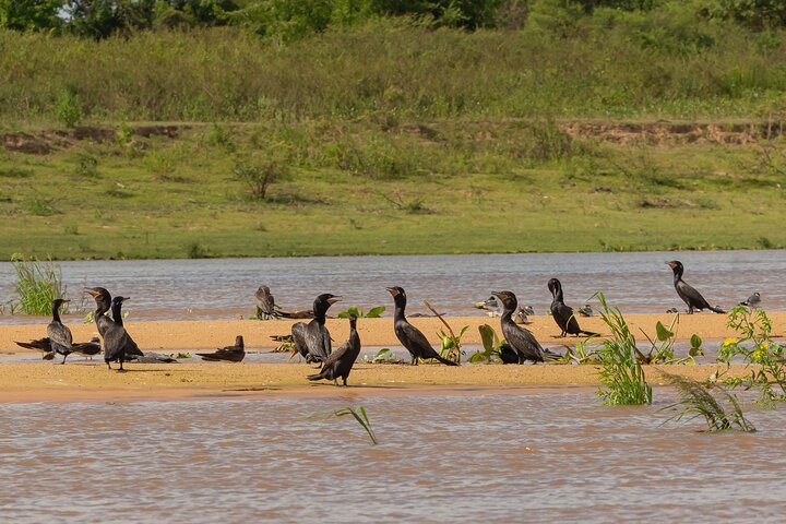 Full day Paraguay River Nature and Wildlife Boat Tour
