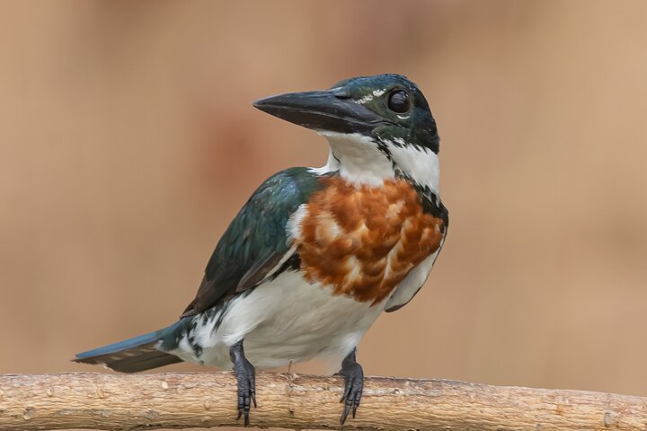 Full day Paraguay River Nature and Wildlife Boat Tour