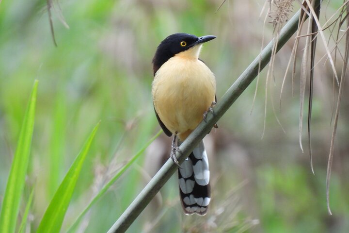 Full day Paraguay River Nature and Wildlife Boat Tour