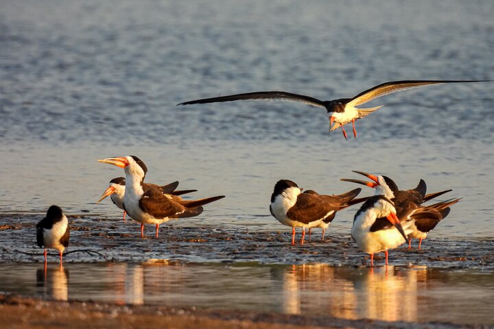 Full day Paraguay River Nature and Wildlife Boat Tour