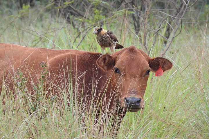Full day Paraguay River Nature and Wildlife Boat Tour