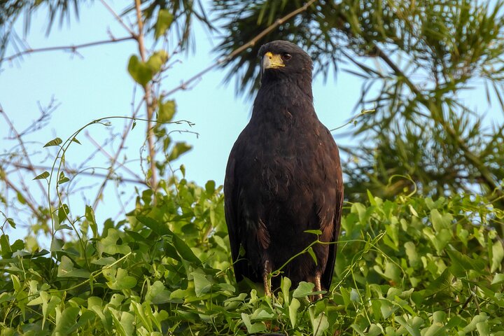 Full day Paraguay River Nature and Wildlife Boat Tour