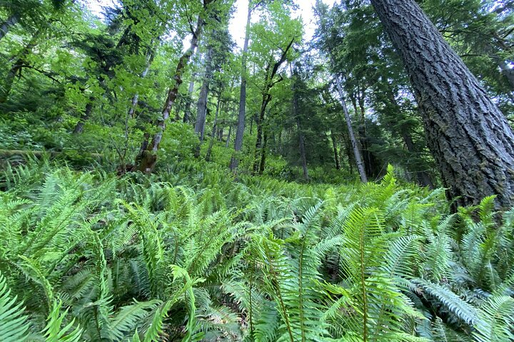 Half Day Guided Tour of Olympic National Park