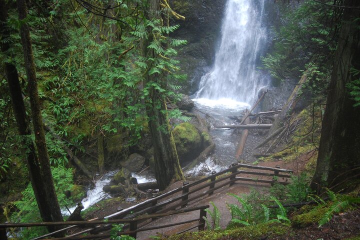 Half Day Guided Tour of Olympic National Park