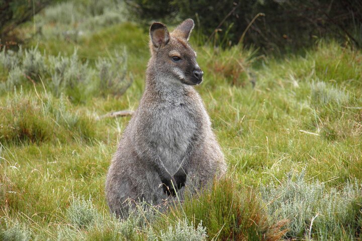 5-Day Best of Tasmania Tour from Hobart