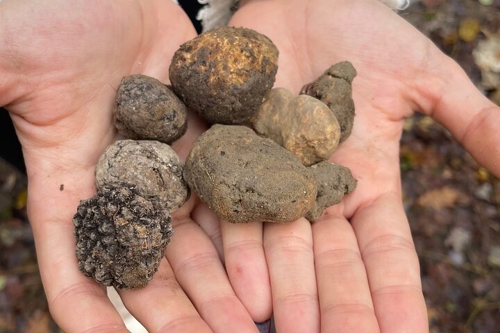Truffle Hunting & Tasting in San Miniato Tuscany with Dogs