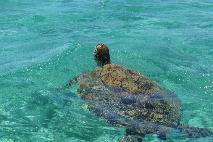 Full Day Water Taxi to Amedee Island from Noumea