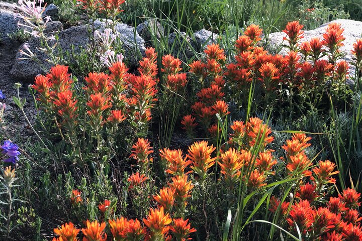 Privately Guided Scenic Mountain Hike