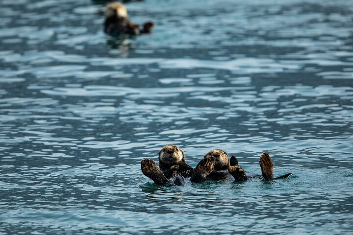 Seward: Whale Watching & Glacier Dinner Cruise