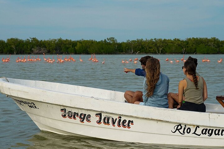 Boat tour in Río Lagartos Natural Reserve, with Food