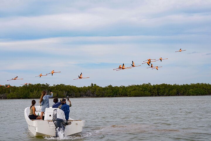 Boat tour in Río Lagartos Natural Reserve, with Food