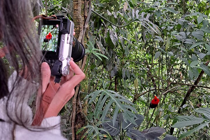 Cock of the Rock Birdwatching in Jardin with Professional Guide