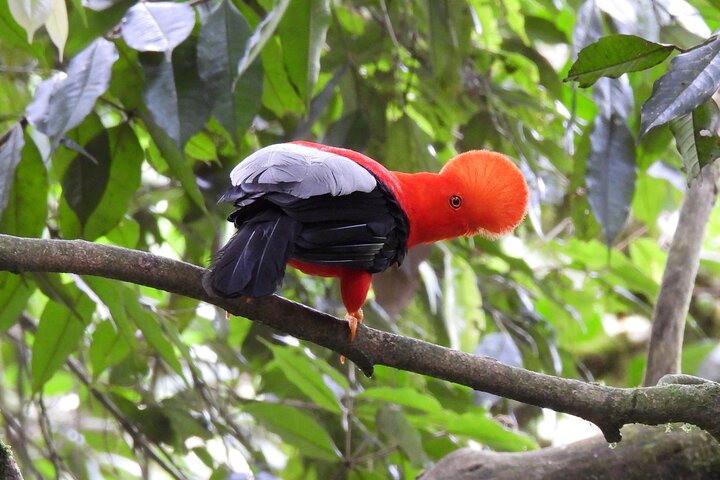 Cock of the Rock Birdwatching in Jardin with Professional Guide